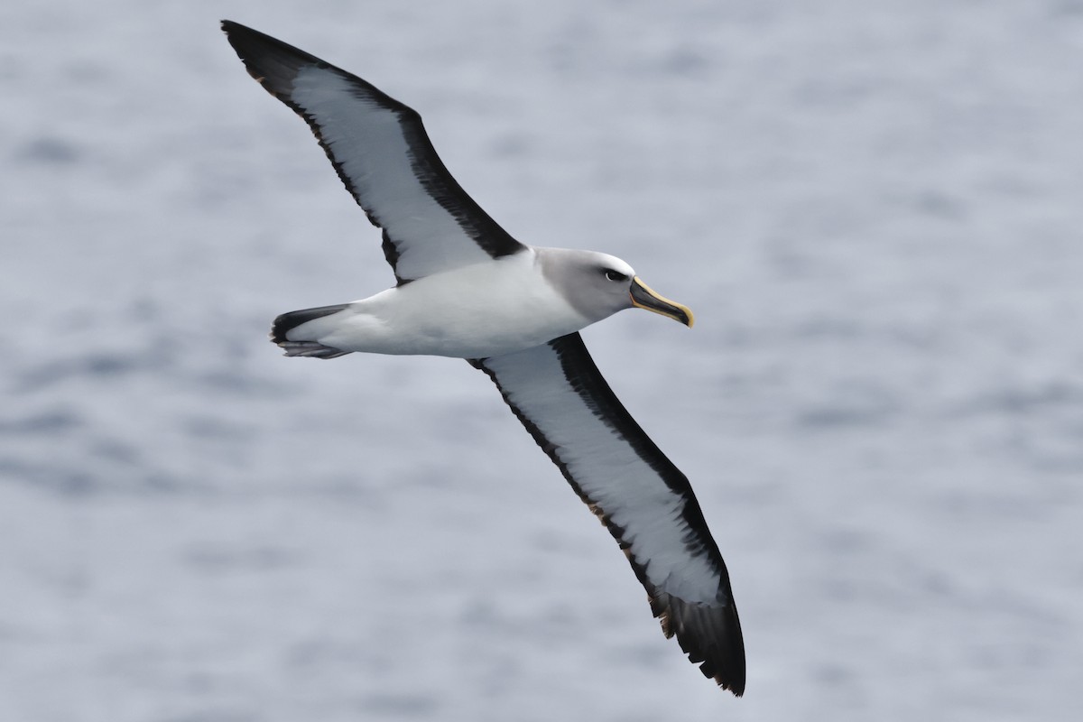 Buller's Albatross - ML647587493