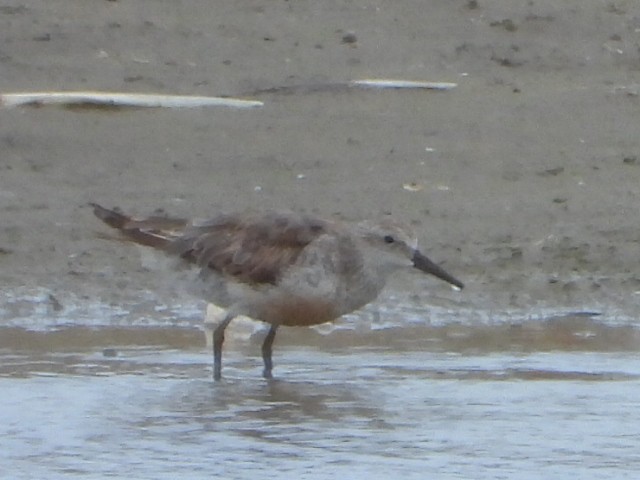 jespák rezavý - ML647587499