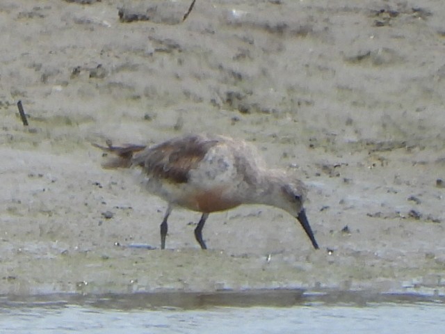 jespák rezavý - ML647587500