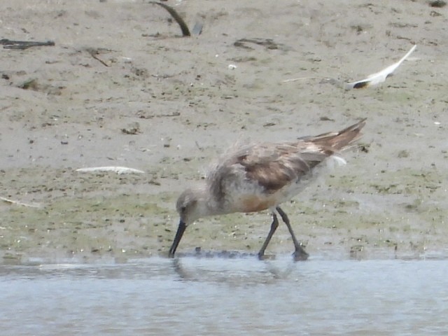 jespák rezavý - ML647587501