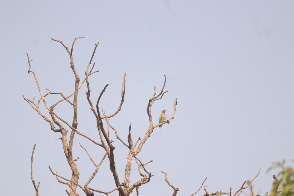 Red-breasted Parakeet - ML647587521