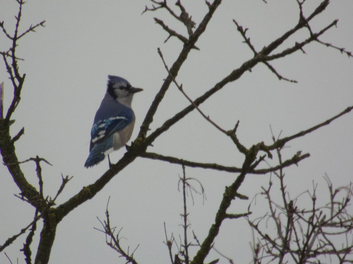 Blue Jay - ML647587549
