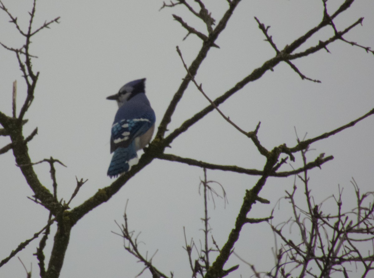 Blue Jay - ML647587551
