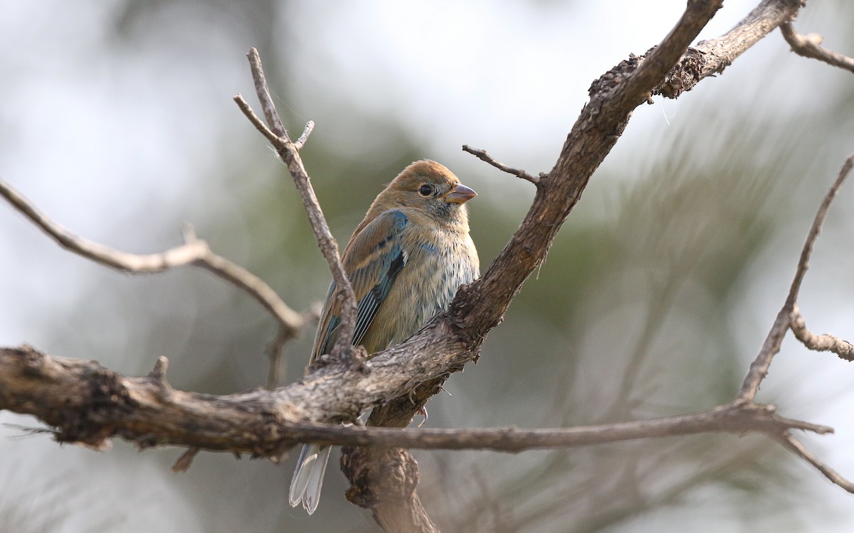 Passerin indigo - ML647587555