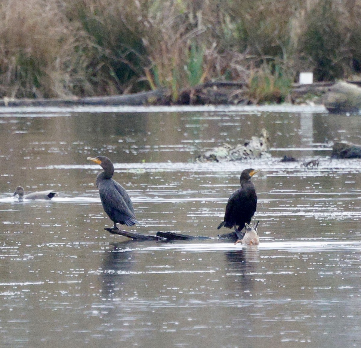 Cormoran à aigrettes - ML647587562