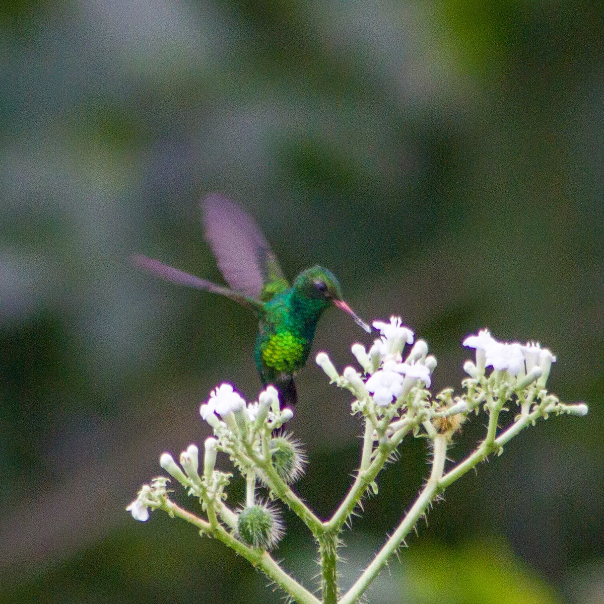 Canivet's Emerald - ML647587564