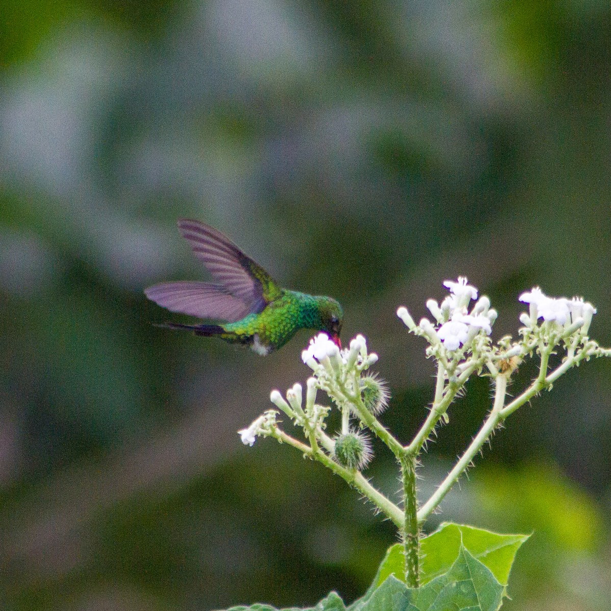 Вилохвостый изумруд - ML647587566