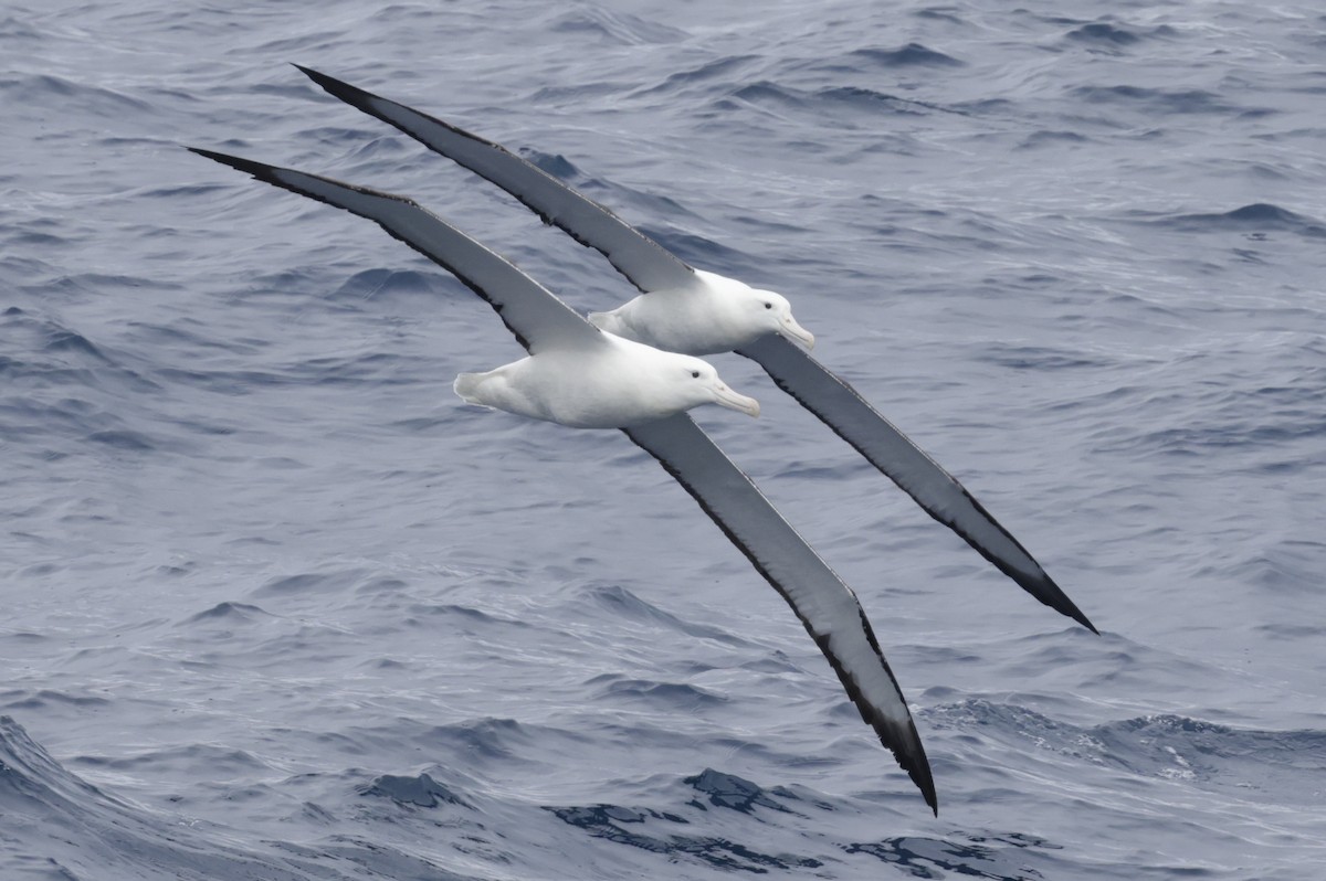 Альбатрос королівський північний - ML647587567