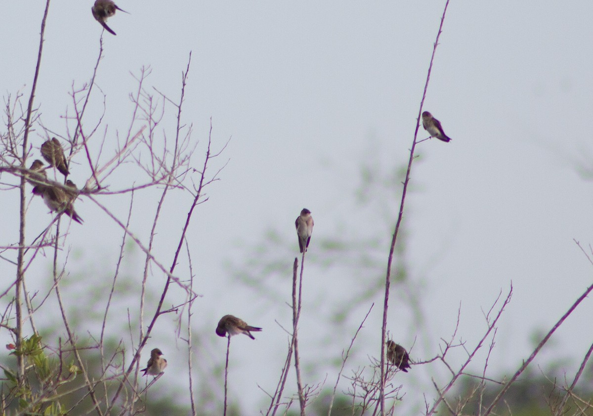 Northern Rough-winged Swallow - ML647587596