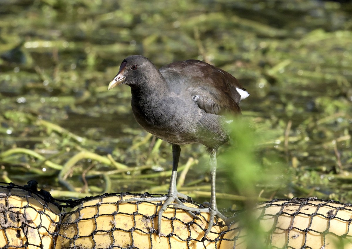 slípka americká - ML647587606