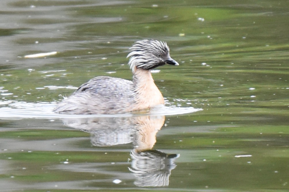 Zampullín Canoso - ML647587621