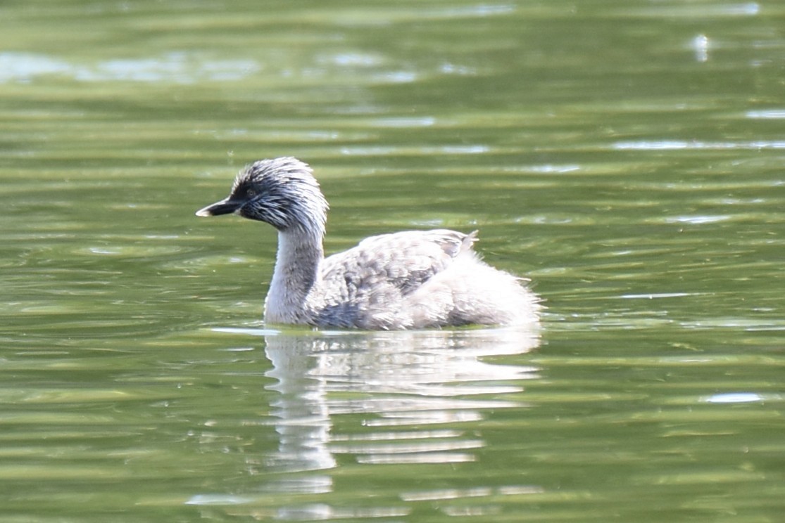 Zampullín Canoso - ML647587624