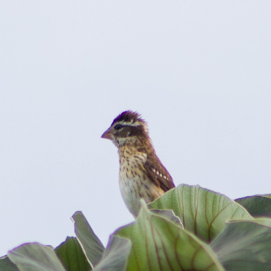 Rose-breasted Grosbeak - ML647587626