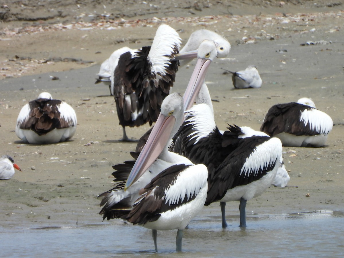 Австралийский пеликан - ML647587628
