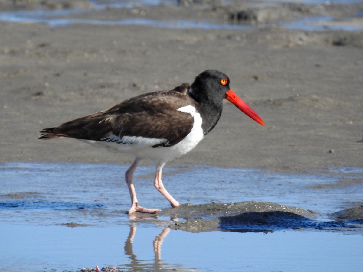American Oystercatcher - ML647587631