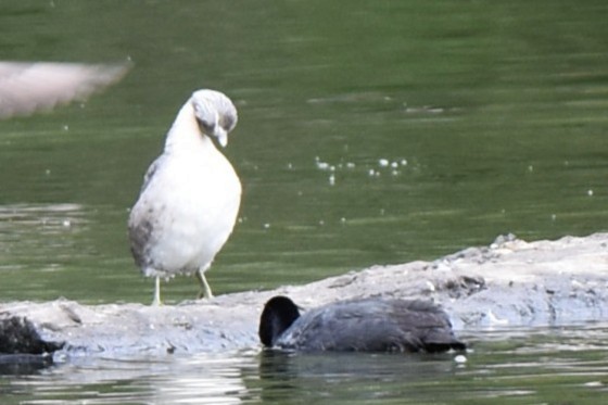 Zampullín Canoso - ML647587632