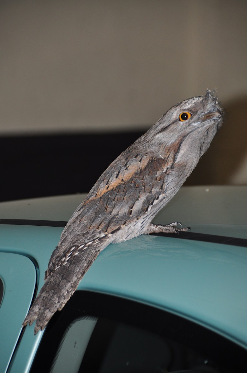 Avustralya Kocaağzı - ML647587640