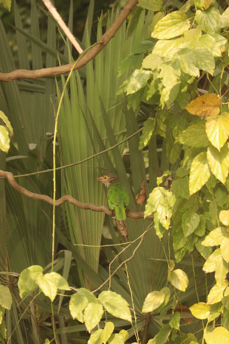 シロボシオオゴシキドリ - ML647587650