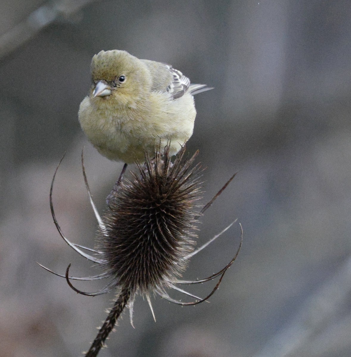 Lesser Goldfinch - ML647587652