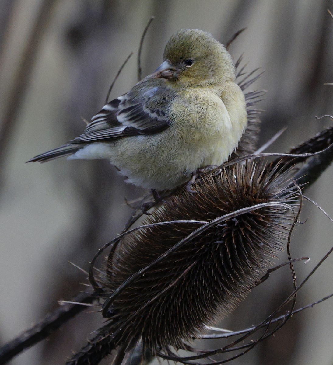 Lesser Goldfinch - ML647587653