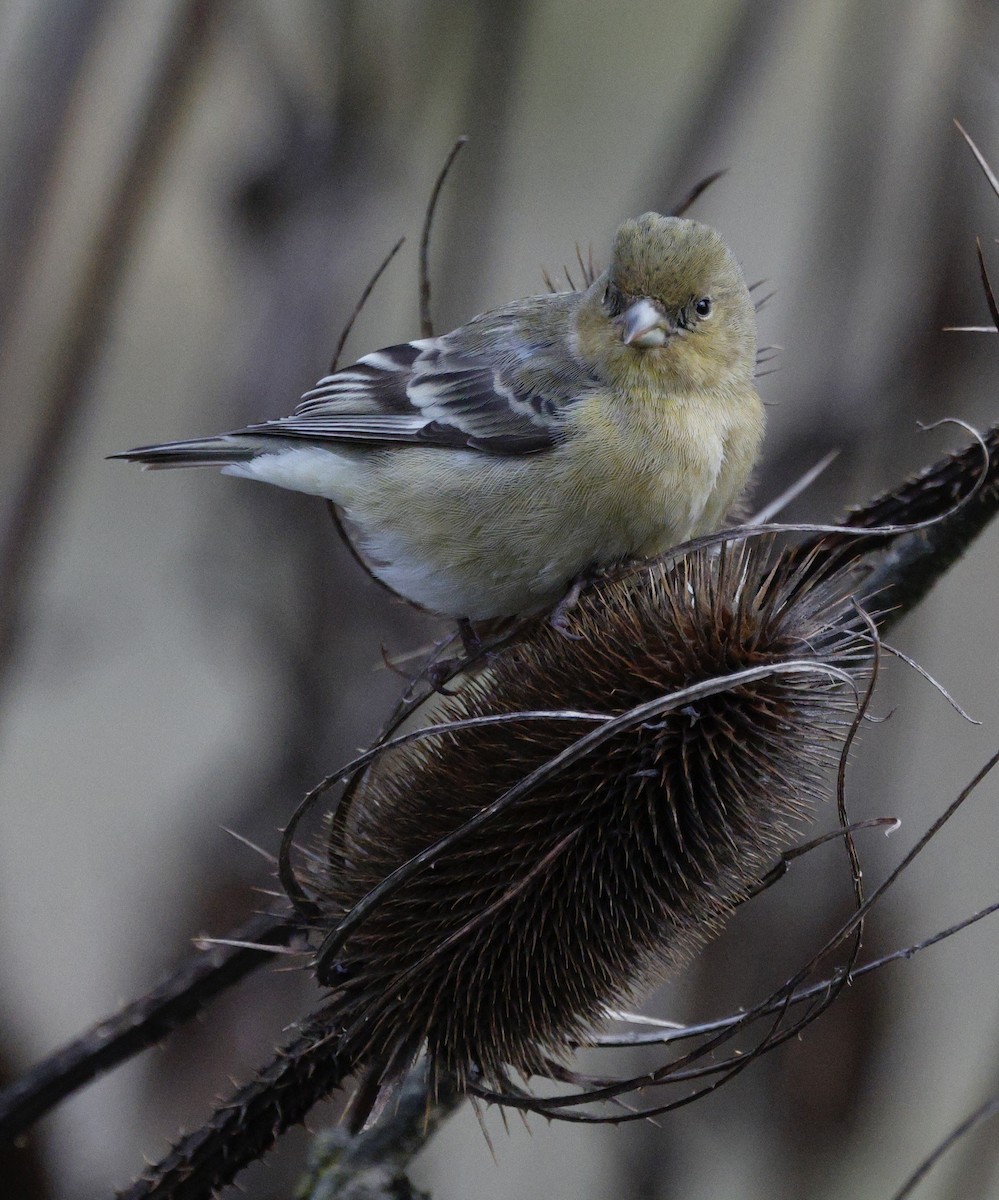 Lesser Goldfinch - ML647587654