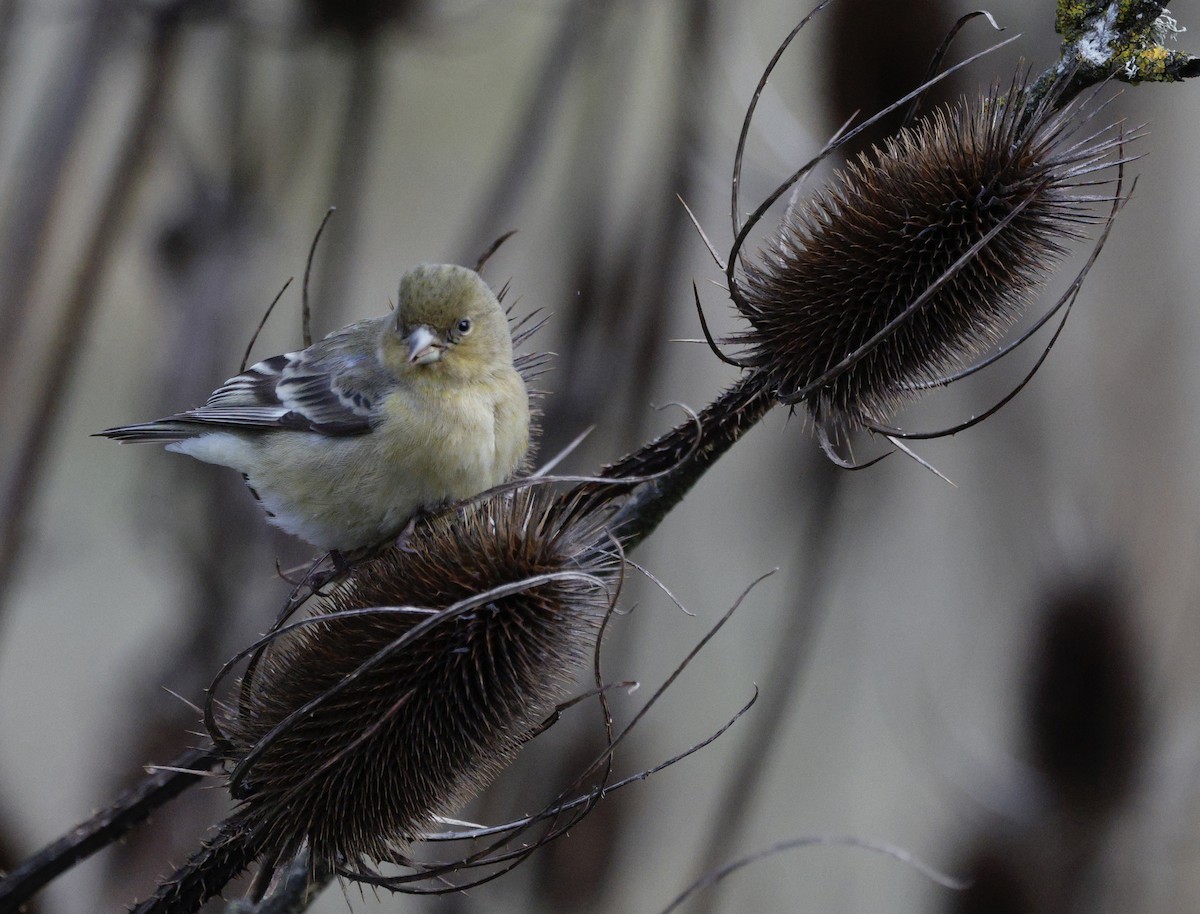 Lesser Goldfinch - ML647587655