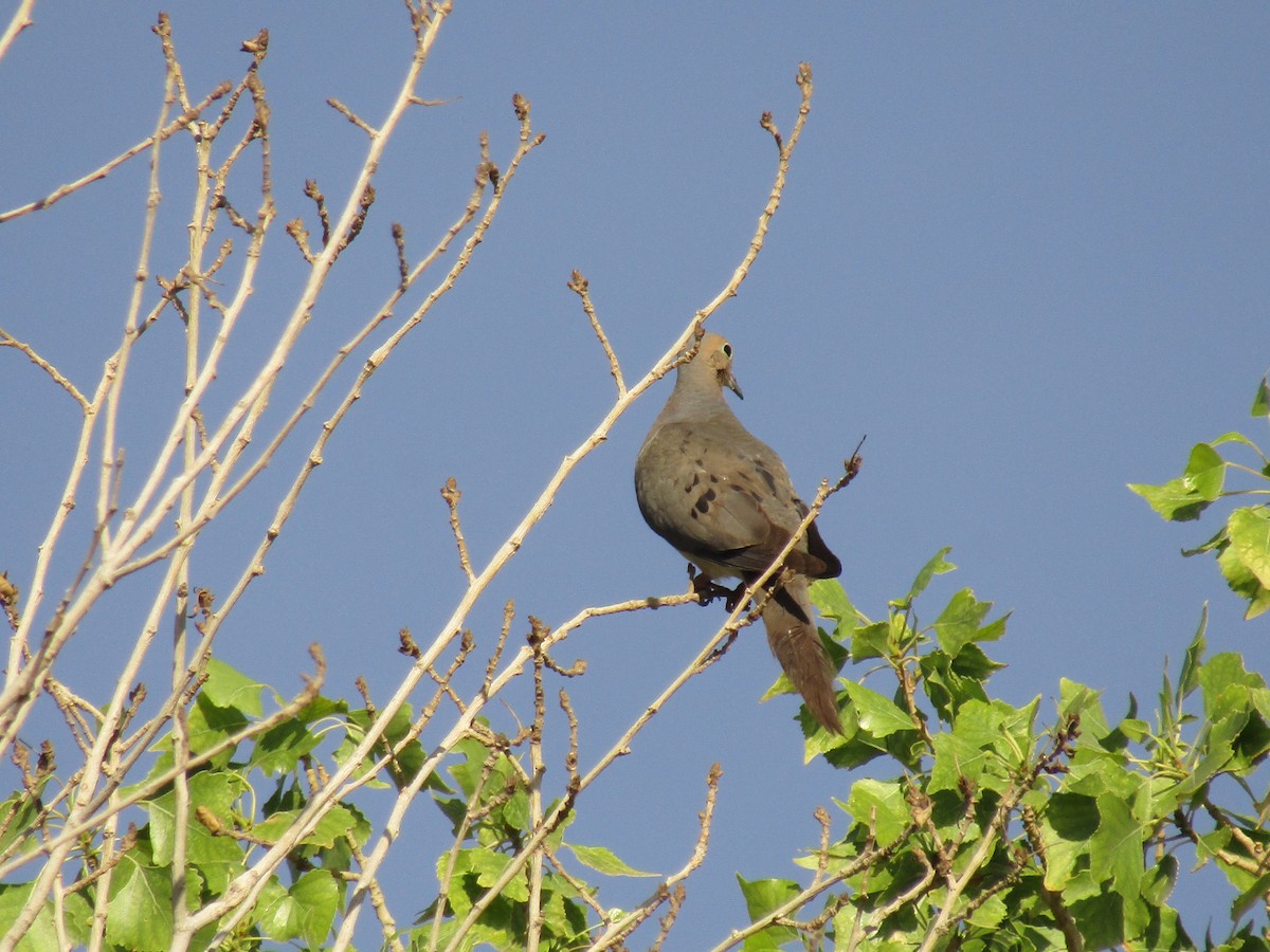 Mourning Dove - ML647587659