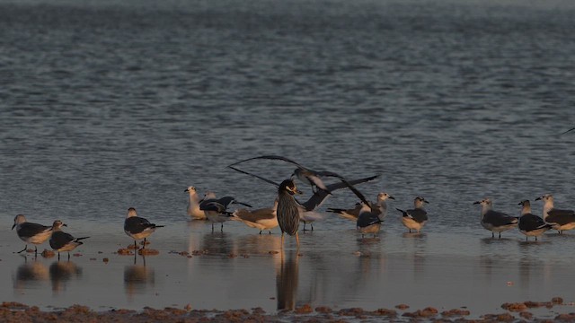 Yellow-crowned Night Heron - ML647587662