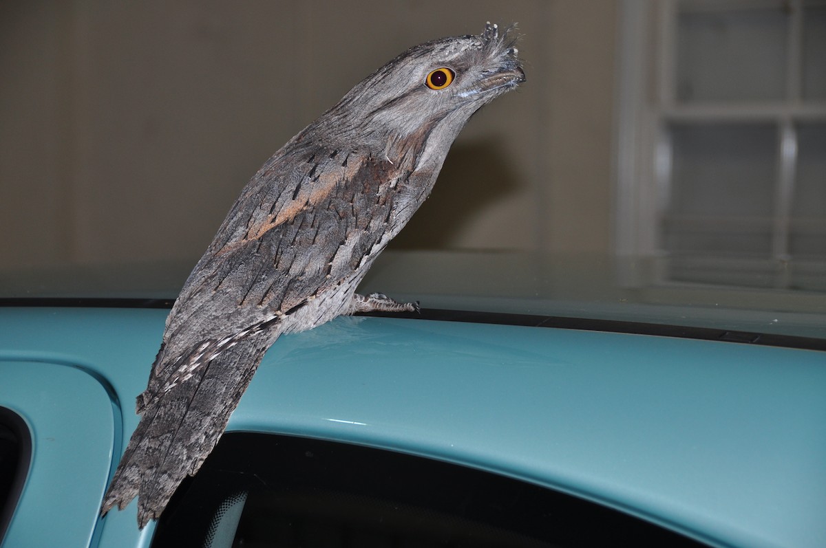 Исполинский лягушкорот - ML647587664