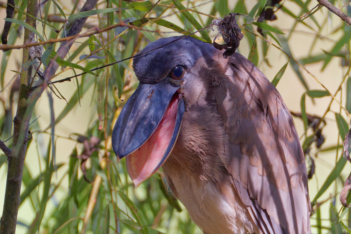 Челноклюв - ML647587673