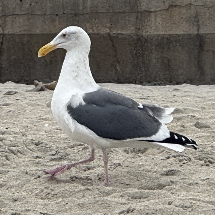 Gaviota Occidental - ML647587674