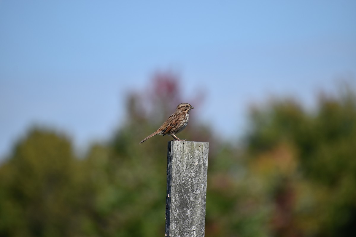 Певчая овсянка - ML647587675