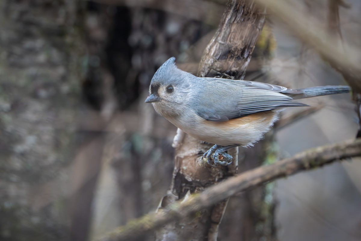 Американская гренадерка - ML647587677