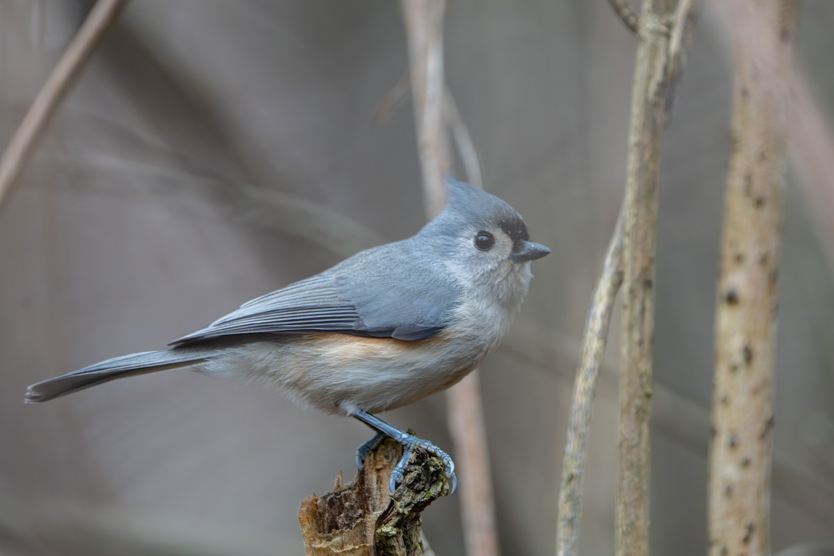 Американская гренадерка - ML647587678