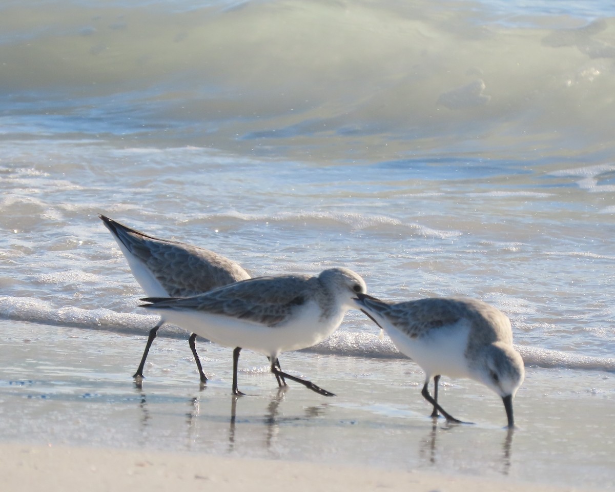 Песчанка - ML647587681