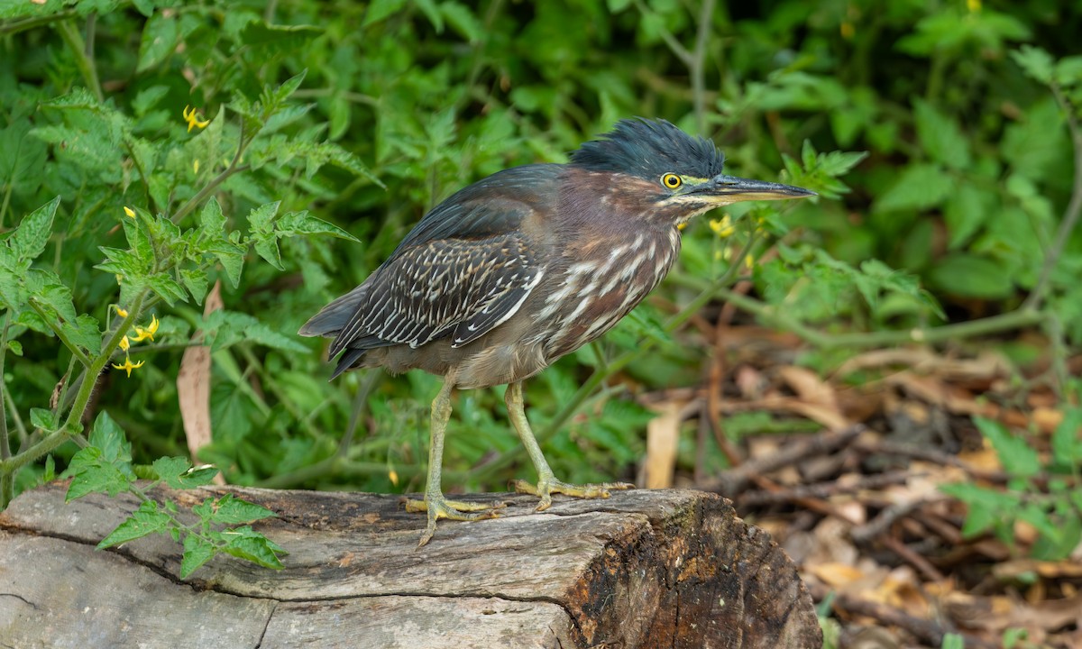 Зеленоспинная цапля - ML647587684