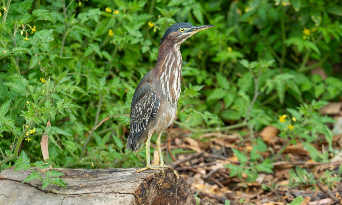 Зеленоспинная цапля - ML647587685