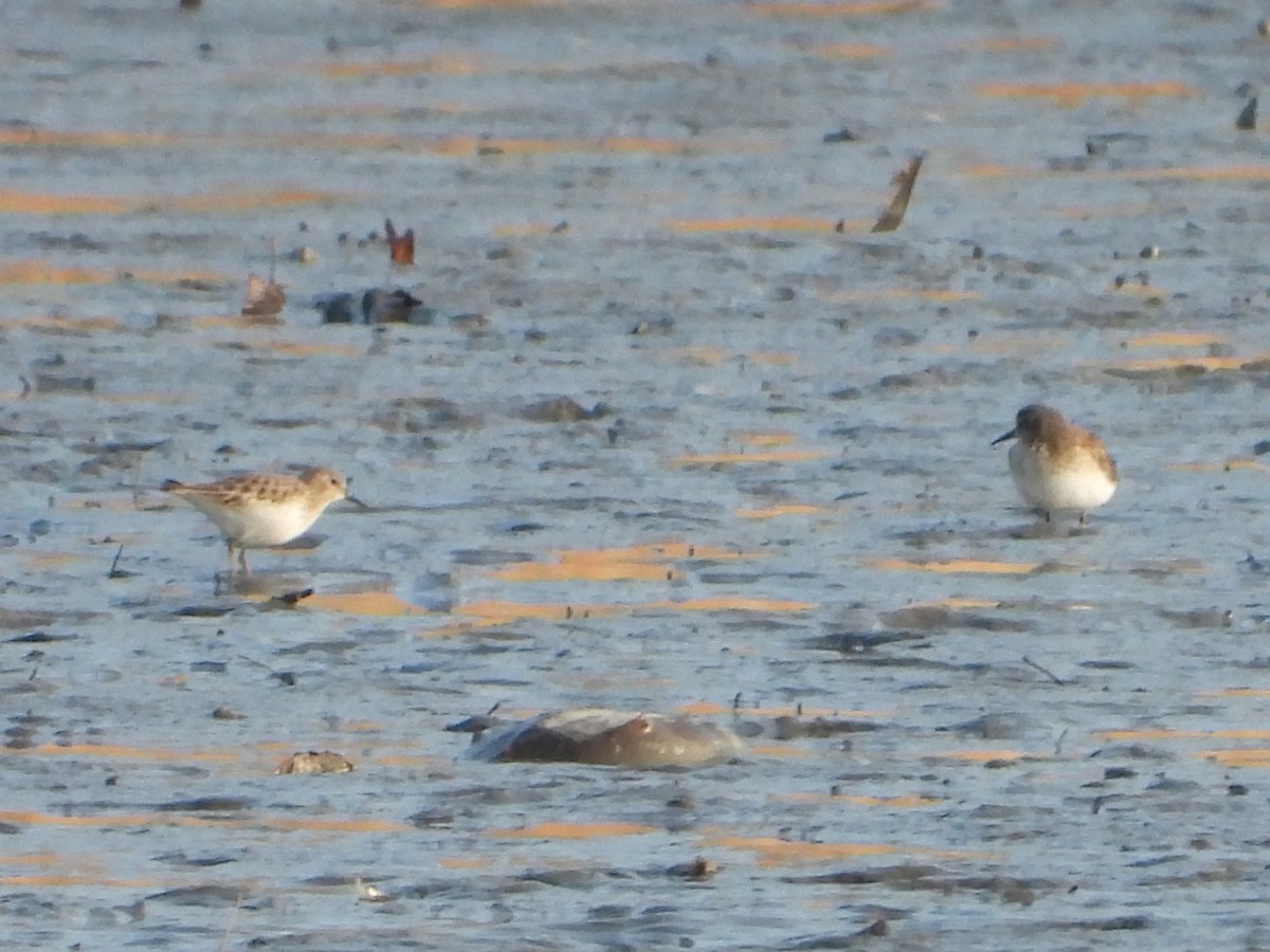 Песочник-крошка - ML647587686