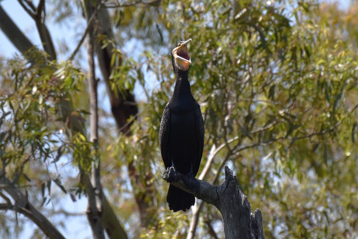 Большой баклан - ML647587688