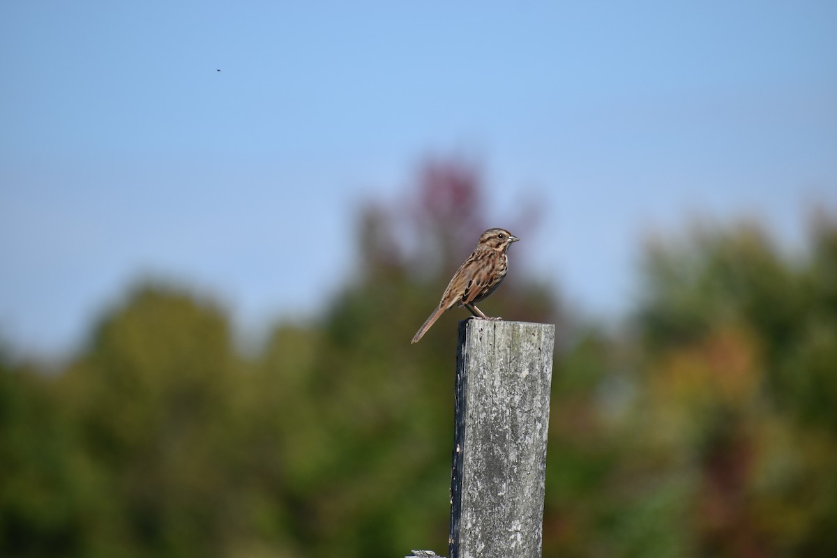 Певчая овсянка - ML647587689