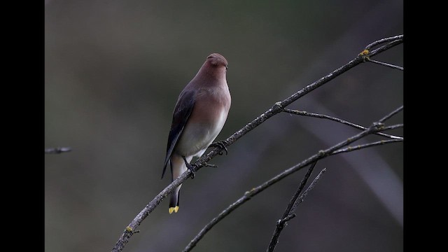 Sedir İpekkuyruğu - ML647587690