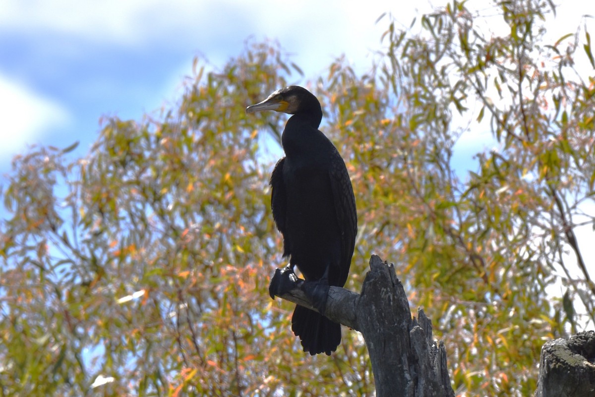 Большой баклан - ML647587695