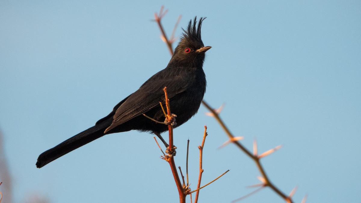 Чёрный шелкохвост - ML647587696