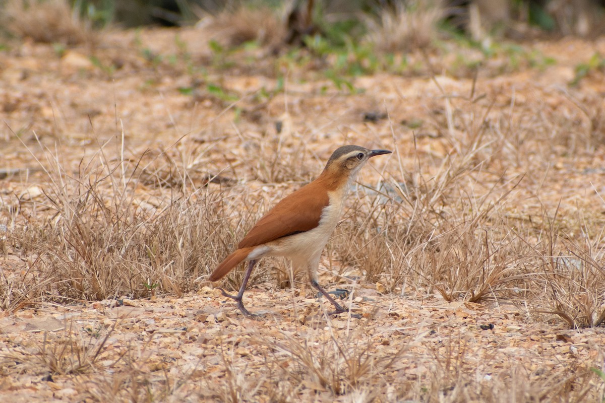 Pacific Hornero - ML647587698