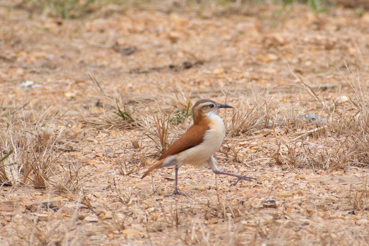 Pacific Hornero - ML647587699