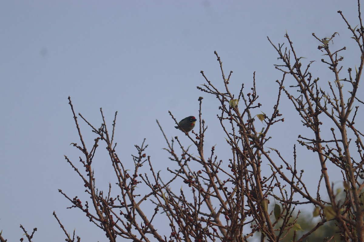 Краснолобый бородастик - ML647587700