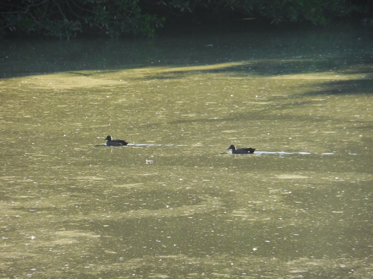 Синекрылый чирок - ML647587703