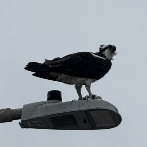 Скопа (carolinensis) - ML647587704