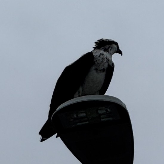 Скопа (carolinensis) - ML647587705