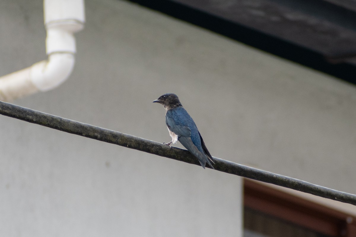 Серогрудая ласточка - ML647587706